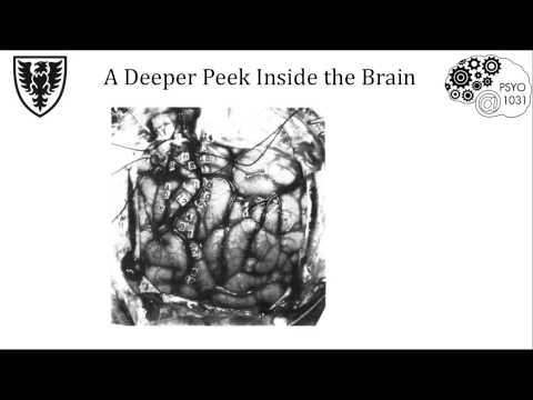 Tricky Topic 5.1 - Cortical Anatomy