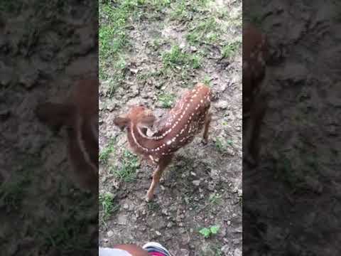 Checking on Whitetail Fawns While Mom Keeps a Watchful Eye  #babydeer #fawnseason  #lipcurlscents