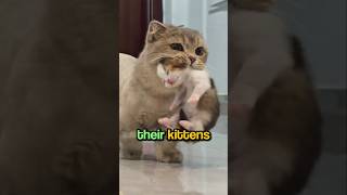 Why Do Cats Bring You Their Kittens? 🐈
