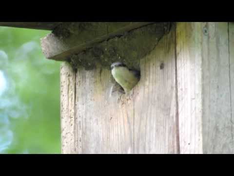 Nesting box - 2015 - Eurasien Nuthatch (Sitta europaea)