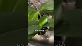 Orchid leaf update! #orchid #orchidcare #orchidslover #orchids #plant #plantlover #fyp #update #leaf