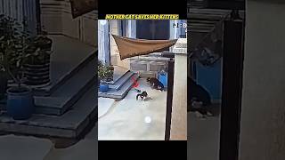 cat vs dog #trending #animals #wildlife #youtubeshorts #youtube #cat #dog #kitten #viralshort#shorts