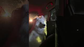 Cutiii #samoyed #dogstagram #pets #cutedogs #doglovers #youtubeshorts #shorts #puppy #petsofyoutube
