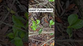 GIANT Python Nest #python #snake #shorts #wildlife #nature #dangerous #herping #crazy #florida #nest