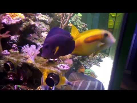 Rosco's reef with Scott 2k subscriber giveaway contest