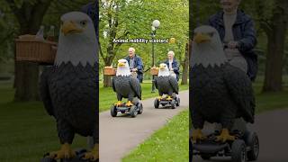 Animal mobility scooters is pure genius! 👏 #farmlife #elderlycare #futuretech