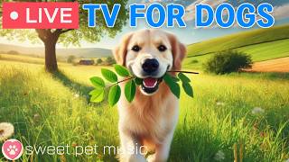 🔴24 Hours of Dog TV🎵🐶Calming Music for Dog Sleep🐾🩷Soothing Music for Dogs with Stress and Anxiety