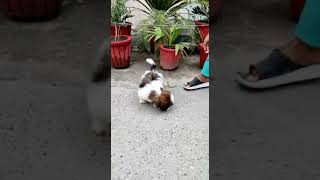 #hundeliebe #pets #petsofinstagram #dog #doglover #dogphotography #dogoftheday #dog_features #dog