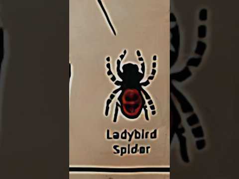TYPES OF SPIDERS|LADY BIRD SPIDERS|PART-17|#creature #spider @LIKEMYTH