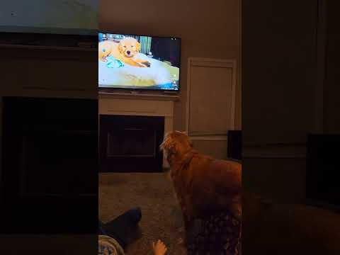 Funny Golden Retriever doesn't like himself as Puppy