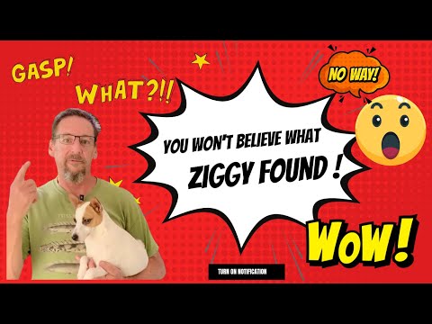 Ziggy Found WHAT In the Chicken pen ??