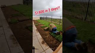 Quick Sod Installation! #landscaping #hardscaping