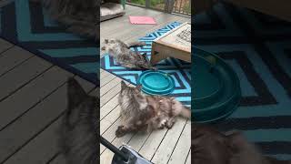 Two Playful Cute and Majestic MaineCoon Cats | Catio Kitties | #shorts