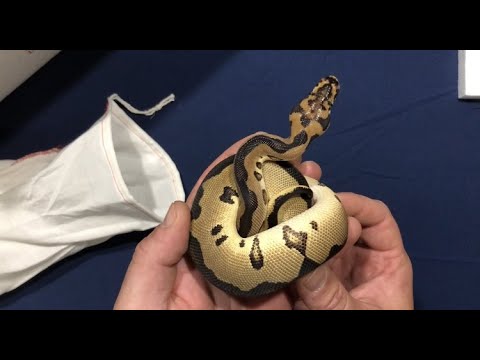 LEOPARD CLOWN MALE UNBOXING!!!