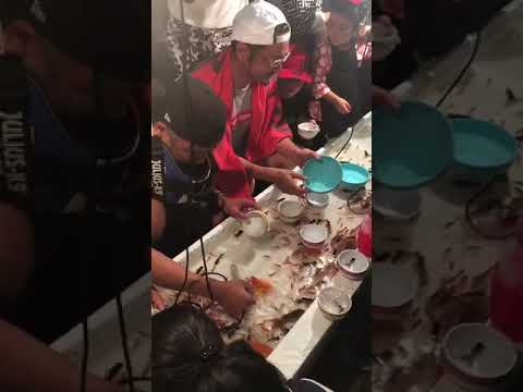 ひげちゃん🧔🏿巨大金魚を狙う✨