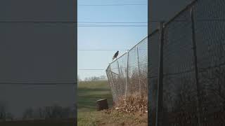 A hawk on a fence