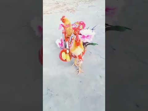 Hen with husband #youtubeshorts #funnytech