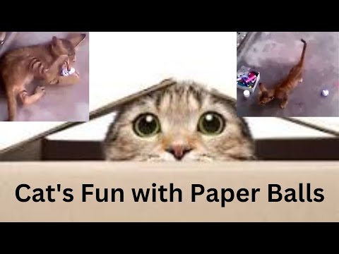 Funny Cat Videos | Cat fun with Paper Ball | Cats | Funny Cats | #cats #catfunny