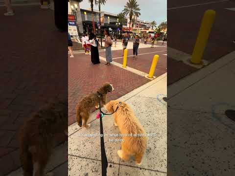 A day at the park #dothingsyoudontwanttodo #dogshorts #dogs #dogsofinstagram #huskypuppy #golden