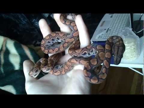 Brazilian Rainbow Boas