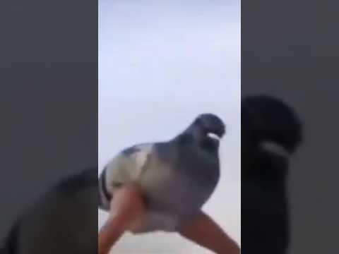 bird