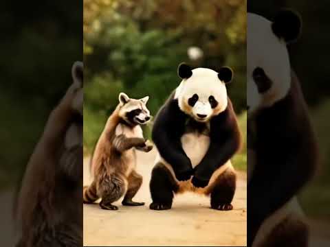 Dancing Raccoon and Panda