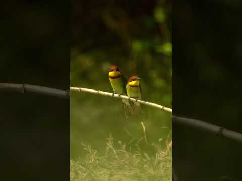 #chestnutheadedbeeeater #photography #nature #wildlife #2024