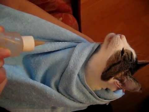 上を向いて水を飲む猫