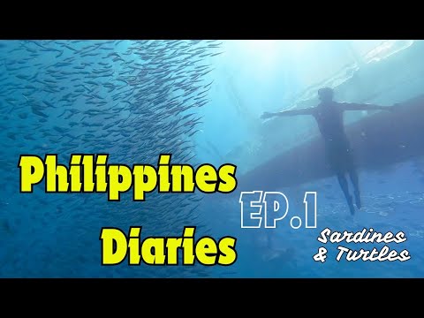 Sardines & Turtles: An Epic Snorkeling Day in Moalboal - Philippines Diaries EP. 1