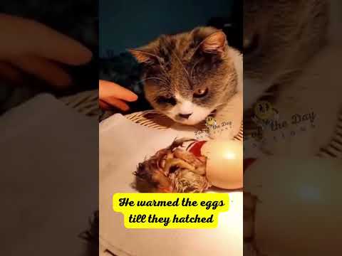 When Animals Develop Attachments #shorts #funnyanimals