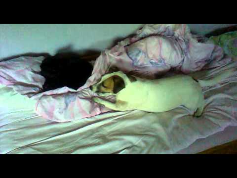 The Adventures of Luna - Taking it easy with Billy