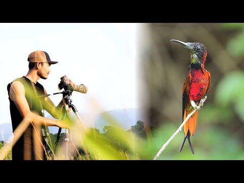 BIRDING IN GUYANA 2024 | Shannon Holland