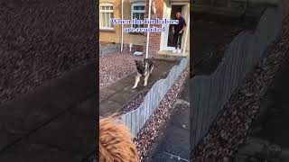 Heartwarming Dog Reunion: The Tail-Wagging Moment of Joy#dogreunion #furryfriends