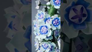 Blooming Flowers - Blender 5.0+