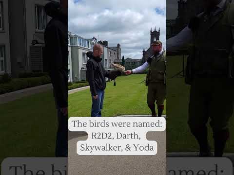 Falconry in Galway, Ireland 2022