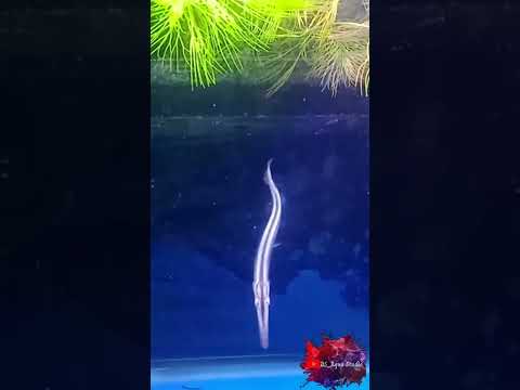 Baby Monster😱(Florida Gar)@bsaquastudio #monster #monsterfish #alligator#hunting#interestingfacts