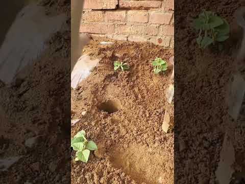 কিভাবে কি করে #marvel #weather short #trending #khetibadi