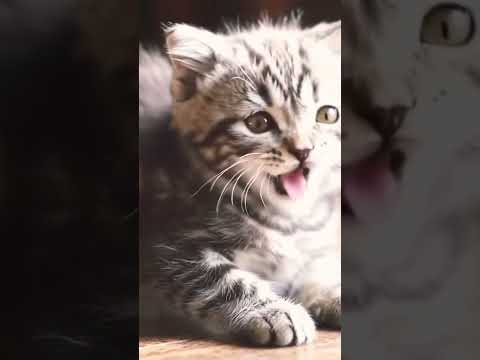 Cat sounds to attract cats | kitten meowing | cat sound | cat meowing #shorts #kitten #meowing