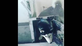 #shorts#hundeliebe #pets #dog #doglover #dogphotography #dogoftheday #dog_features #blacklab
