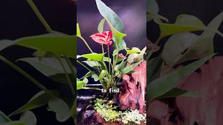Indoor Plants 🌱 You SHOULD Add To Your Fishtank #plantedaquarium #aquariumhobby #pothos
