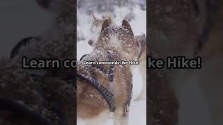 Alaska Dog Sledding: A Quick Guide