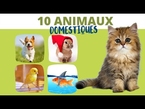 10 ANIMAUX DOMESTIQUES