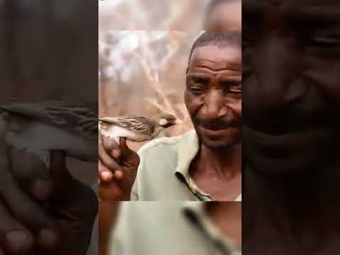 Business making birds|Honeyguide birds #explanationintamil #infoknow #honeyguidebird