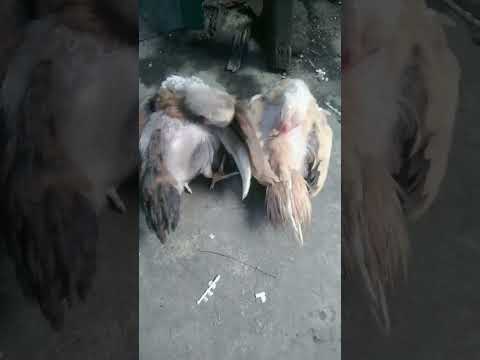 #ayambangkokindonesia