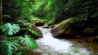 SOOTHING RIVER WATER FLOW FOR DEEP SLEEP, RELAXATION, STUDY AND INSOMNIA RECOVERY | REAL HDR