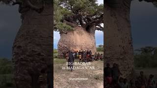 Baobab: The Giant of Survival and Secrets