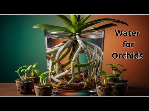 All it needs is water every day, and my orchid will stay healthy all year round