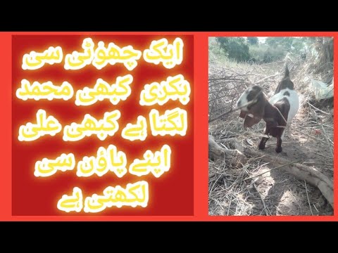 allah ki qudrat | allah ki qudrat ka karishma | allah ki qudrat video | allah ki qudrat real video 5