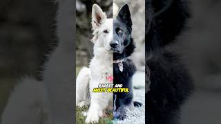 Top 3 Rarest and Most Beautiful German Shepherd Coat Colors #shorts #dog #pets #germanshepherd