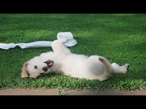 (2분 정보) 강아지 눈병 증상, 원인과 예방법